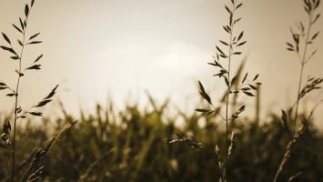 Aaron-Pate-Cinematography-Grass-Nature_featured.jpg Video Thumbnail